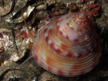 The Painted Topshell